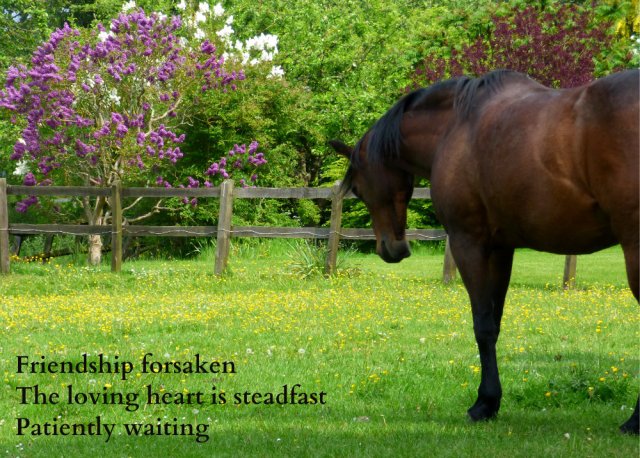Friendship forsaken The loving heart is steadfast Patiently waiting