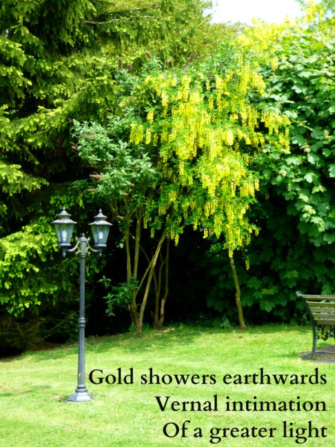 Gold showers earthwards Vernal intimation Of a greater light