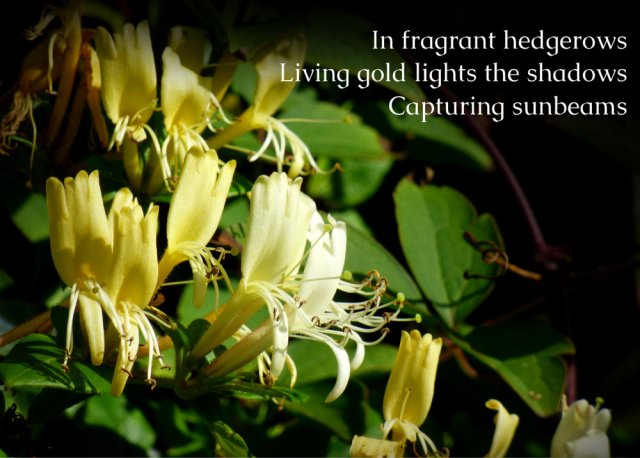 In fragrant hedgerows Living gold lights the shadows Capturing sunbeams