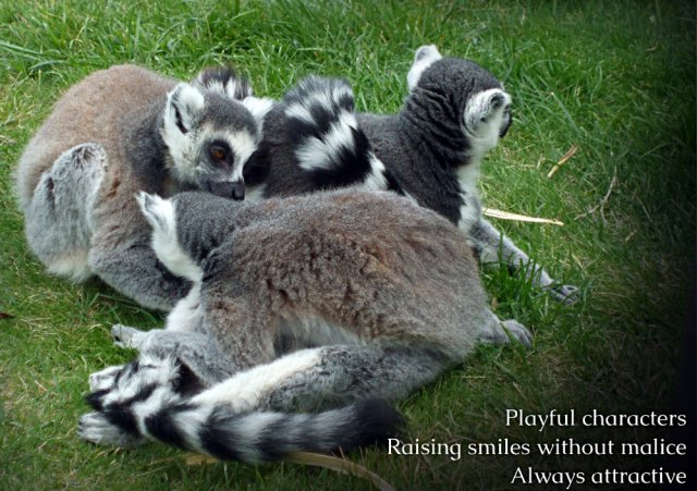 Playful characters Raising smiles without malice Always attractive