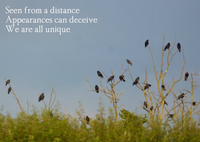 Seen from a distance Appearances can deceive We are all unique