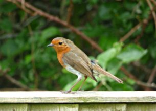 stanton drew swords book pics robin 016