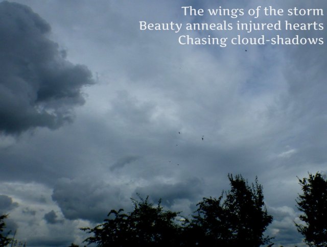The wings of the storm Beauty anneals injured hearts Chasing cloud-shadows