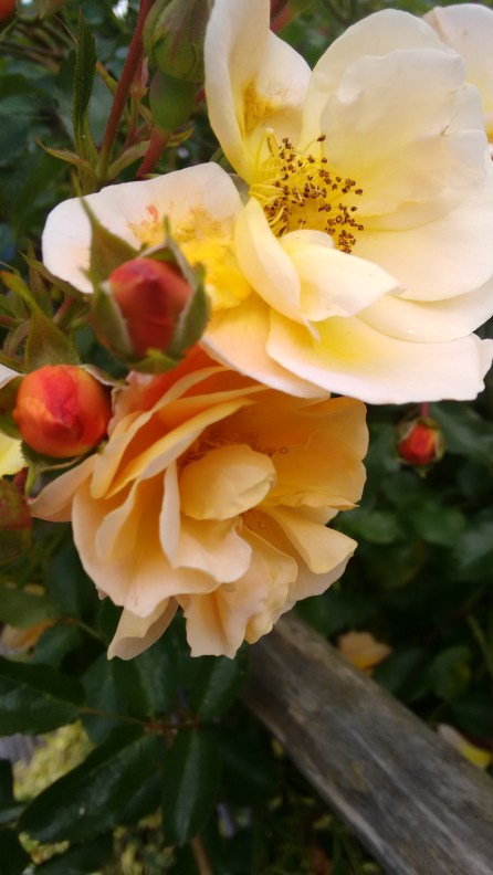 wp-1466500910006 image