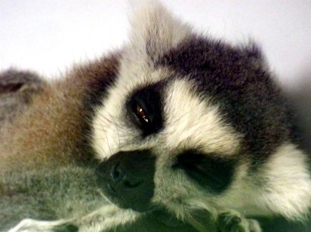 zoo whipsnade nick home kite 039