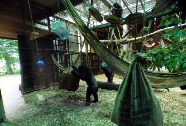 zoo whipsnade nick home kite 043