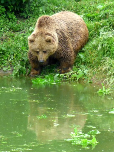 zoo whipsnade nick home kite 079