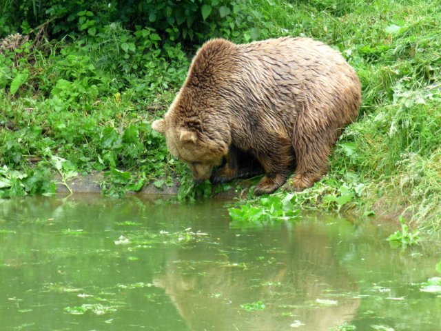 zoo whipsnade nick home kite 081