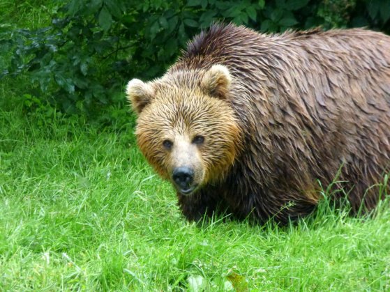 brown bear