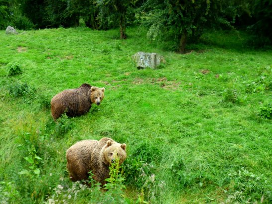 zoo whipsnade nick home kite 098