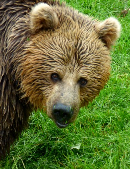 zoo whipsnade nick home kite 099