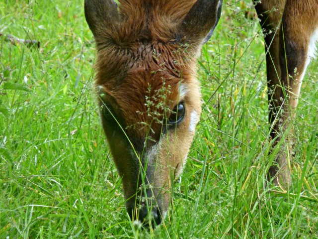 zoo whipsnade nick home kite 236
