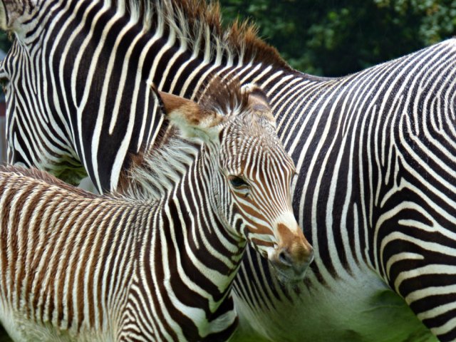 zoo whipsnade nick home kite 254