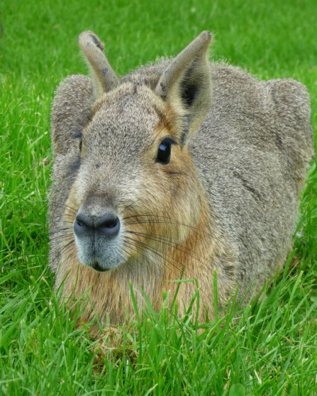 zoo whipsnade nick home kite 511