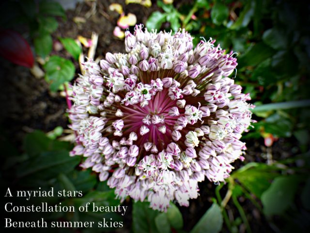 A myriad stars Constellation of beauty Beneath summer skies