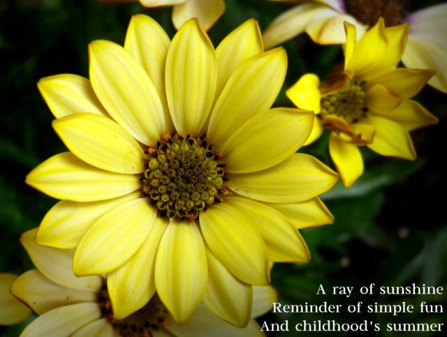 A ray of sunshine Reminder of simple fun And childhood's summer