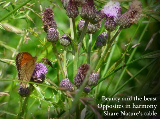 Beauty and the  beast Opposites in harmony Share Nature's table