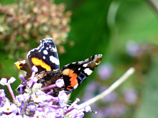 butterflies pagoda 028
