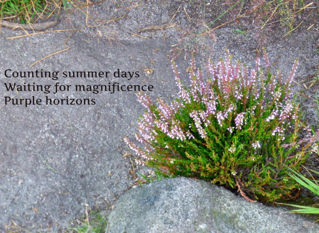 Counting summer days Waiting for magnificence Purple horizons