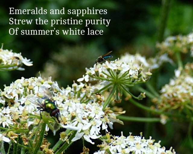 Emeralds and sapphires Strew the pristine purity Of summer's white lace