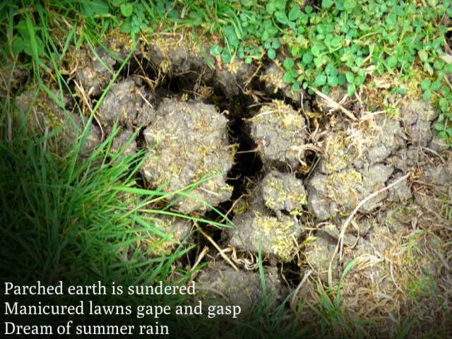 Parched earth is sundered Manicured lawns gape and gasp Dream of summer rain