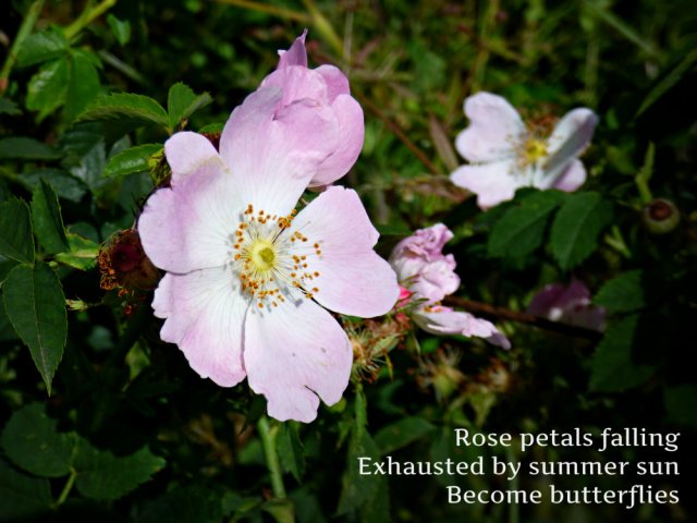 Rose petals falling Exhausted by summer sun Become butterflies