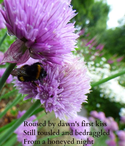 Roused by dawn's first kiss Still tousled and bedraggled From a honeyed night