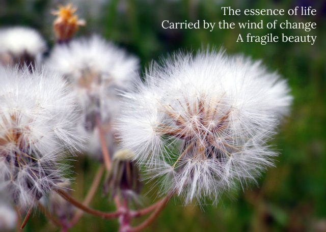 The essence of life Carried by the wind of change A fragile beauty