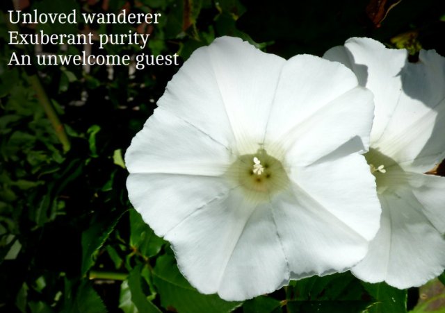 Unloved wanderer Exuberant purity An unwelcome guest