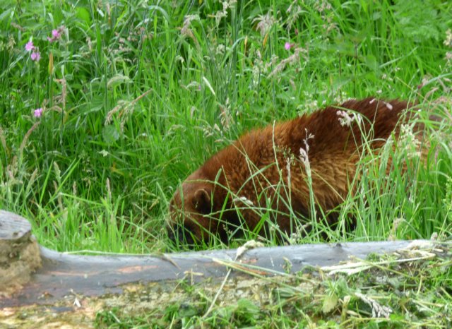 zoo whipsnade nick home kite 089