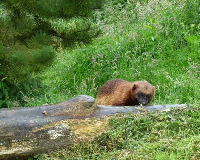 zoo whipsnade nick home kite 090