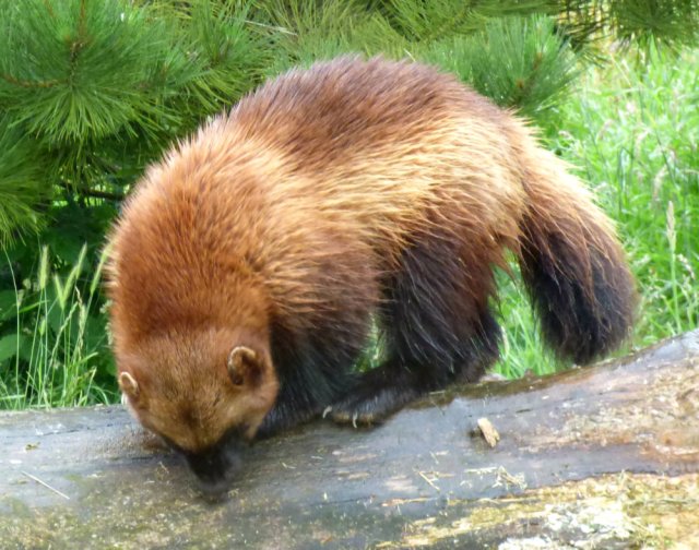 zoo whipsnade nick home kite 094