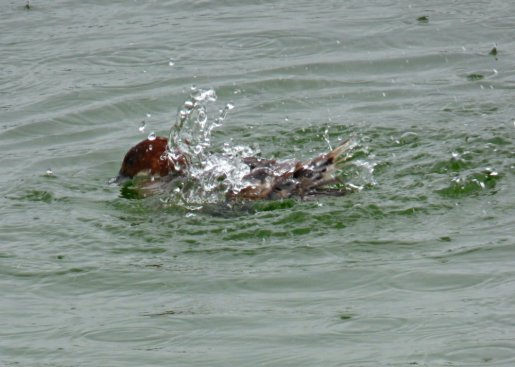 zoo whipsnade nick home kite 111