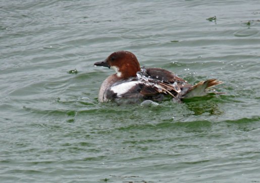 zoo whipsnade nick home kite 112