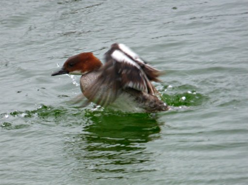 zoo whipsnade nick home kite 113