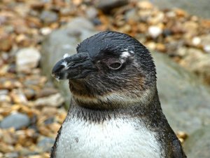 zoo whipsnade nick home kite 128