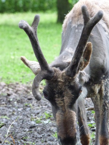 zoo whipsnade nick home kite 176