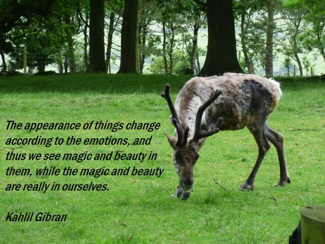 zoo whipsnade nick home kite 183