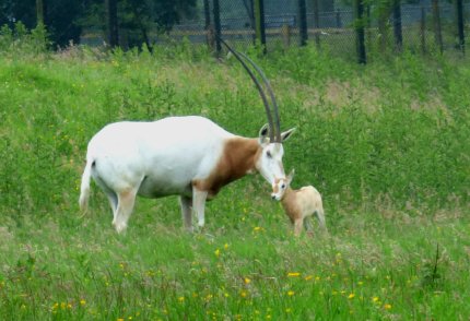 zoo whipsnade nick home kite 219