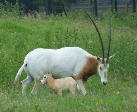 zoo whipsnade nick home kite 220