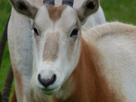 zoo whipsnade nick home kite 456