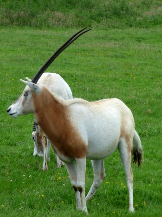 zoo whipsnade nick home kite 458