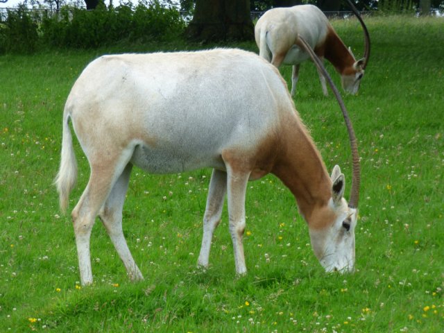 zoo whipsnade nick home kite 459