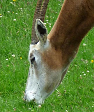 zoo whipsnade nick home kite 460