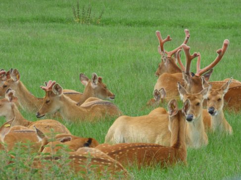 zoo whipsnade nick home kite 470