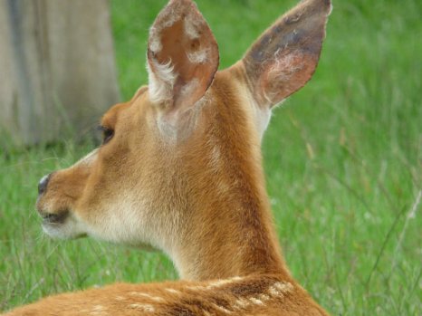 zoo whipsnade nick home kite 474