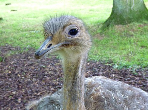 zoo whipsnade nick home kite 582