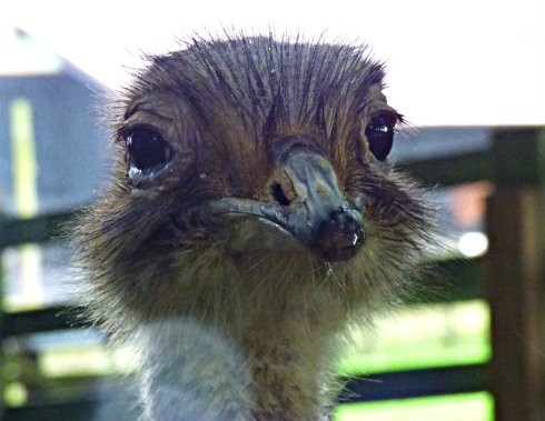 zoo whipsnade nick home kite 587