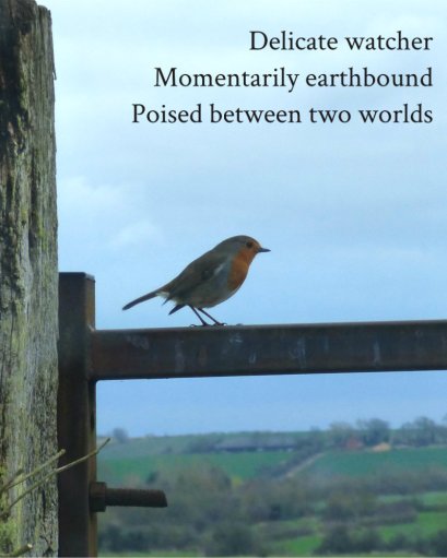 Delicate watcher Momentarily earthbound Poised between two worlds