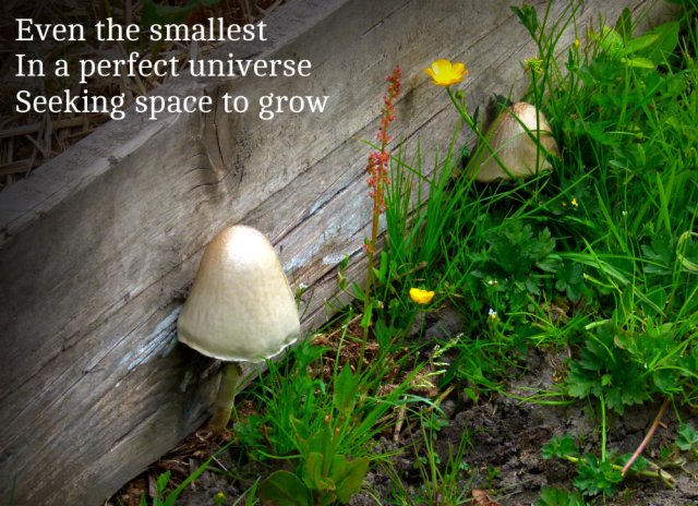 Even the smallest In a perfect universe Seeking space to grow